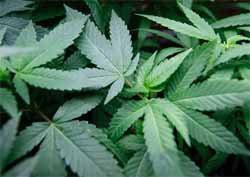 Colorado facing possible new problem over pot legalization
